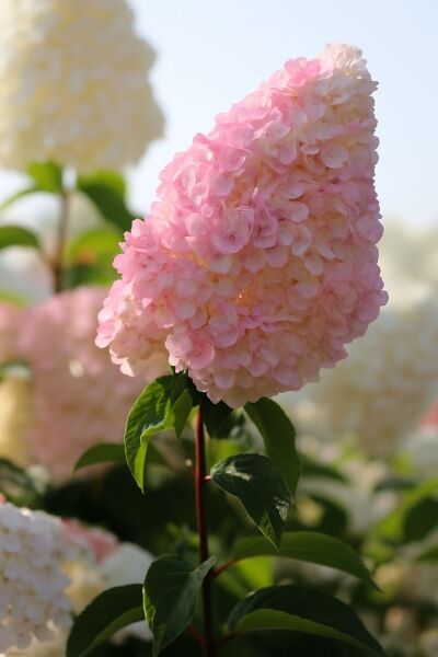 Rispen-Hortensie 'Vanille Fraise ®' / Rispen-Hortensie 'Vanille Fraise ®'
