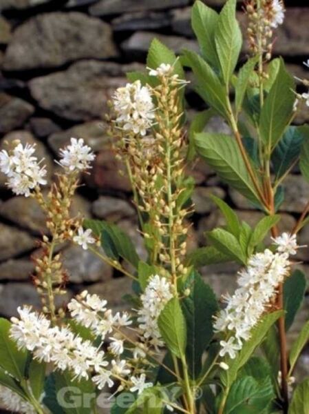 Clethra alnifolia / Scheineller / Zimterle