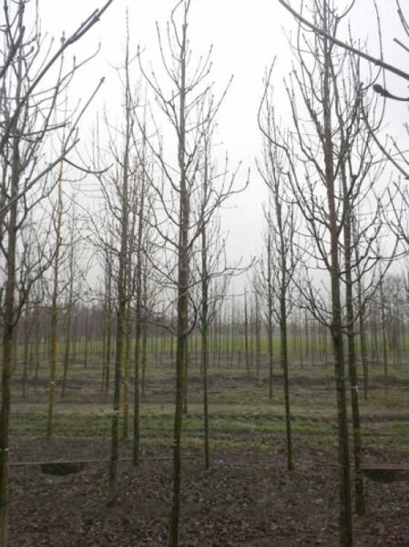 Blumen-Esche / Manna-Esche / Fraxinus ornus