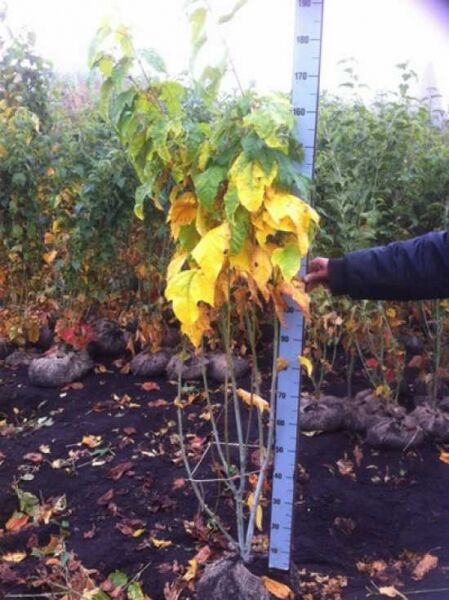 Acer pensylvanicum (Streifen-Ahorn) 175–200 cm m. B., schlanker mehrtriebiger Jungbaum mit gelbgrünem Laub.