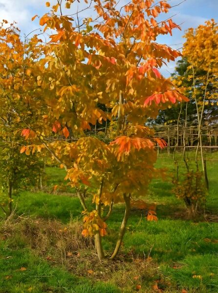 Parrotia persica (Eisenholzbaum), mehrstämmig, 200–250 cm, mit orange-rot verfärbtem Herbstlaub.