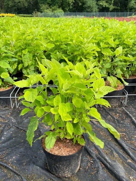 Schneeball-Hortensie 'Annabelle' (Hydrangea arborescens 'Annabelle') 40–60 cm C4 im Topf, grüne belaubte Pflanze.