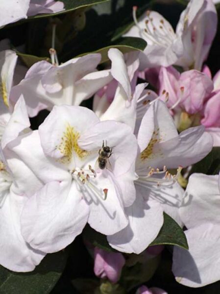 Rhododendron Hybride 'INKARHO Gomer Waterer' / Rhododendron 'INKARHO Gomer Waterer'