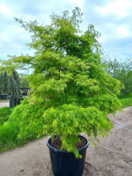 Japanischer Schlitz-Ahorn Acer palmatum 'Dissectum Flavescens', im Container, ca. 200–250 cm, feingeschlitztes grünes Laub.