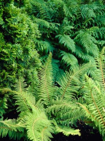 Polystichum setiferum 'Herrenhausen' / Flacher Filigranfarn
