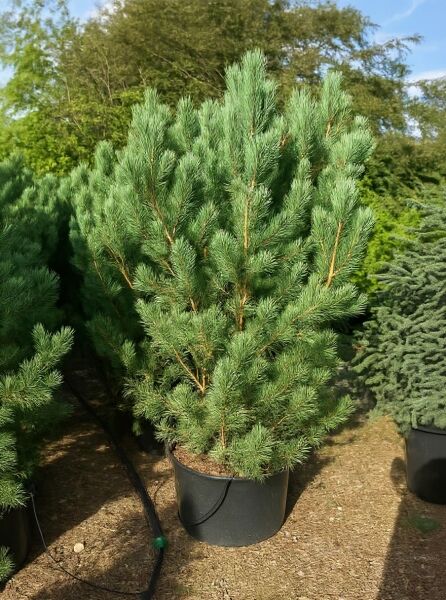 Pinus sylvestris 'Watereri' (Strauch-Wald-Kiefer) 150-175 cm, im Container C60, buschiger Wuchs mit grünblauen Nadeln