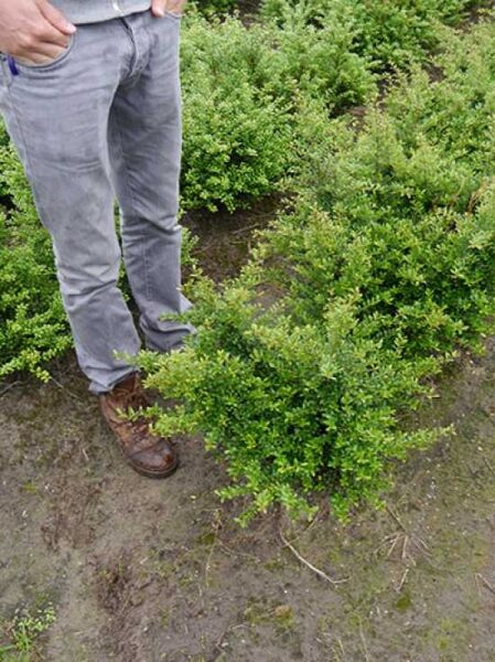 Ilex crenata 'Stokes' (Zwerg-Bergilex) 40–50 cm m. B., immergrüner Strauch mit dicht verzweigtem, kleinem dunkelgrünem Laub.