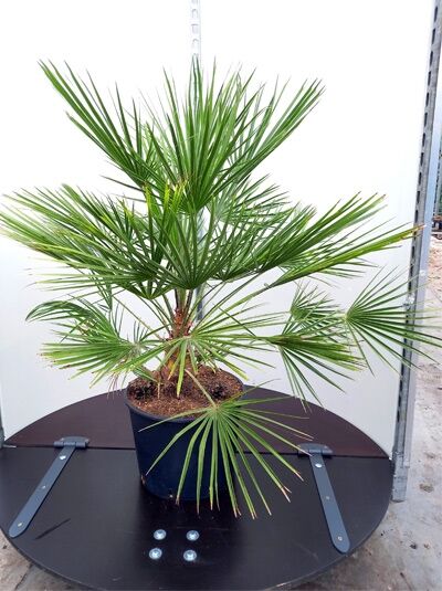 Chamaerops humilis, Europäische Zwergpalme 50-60 cm C15, im schwarzen Topf mit grünen, fächerförmigen Blättern.