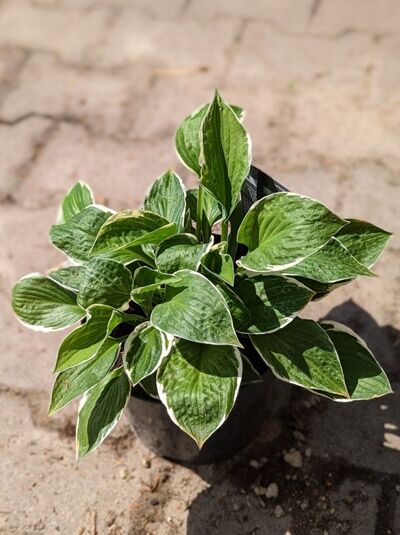 Weißrand-Funkie Hosta 'Francee' C5, grüne herzförmige Blätter mit weißem Rand im Pflanztopf.