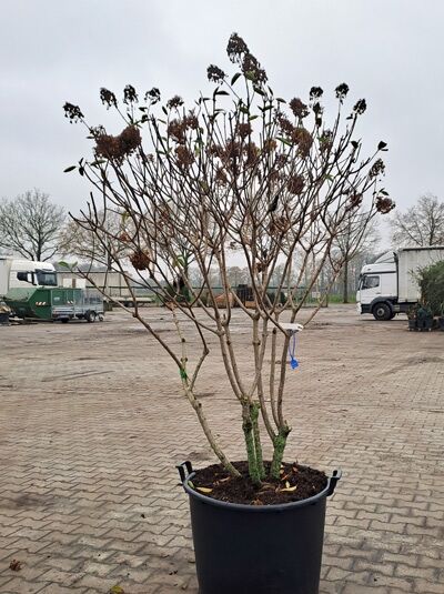 Rispen-Hortensie Hydrangea paniculata 'Polar Bear ®', Schirmform, 140–160 cm, mehrstämmig im Container mit braunen Blütenständen