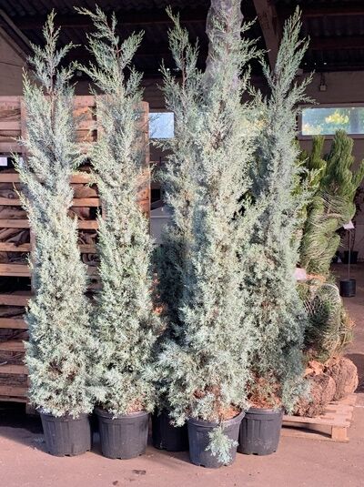 Blaue Arizona-Zypresse / Cupressus arizonica 'Glauca'