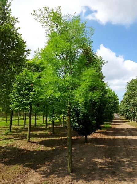 Japanischer Schnurbaum (Sophora japonica/Styphnolobium japonicum) Hochstamm 30-35 StU mit Drahtballen, belaubt