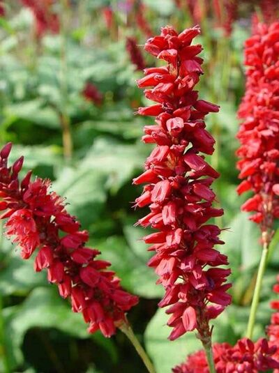 Kerzen-Knöterich Bistorta amplexicaulis 'JS Caliente ®' mit aufrechten, roten Blütenkerzen und grünem Laub.