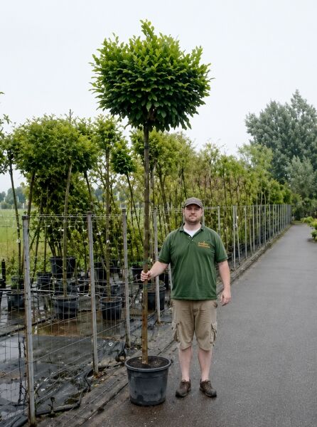 Kugel-Robinie, Kugel-Akazie / Robinia pseudoacacia 'Umbraculifera'