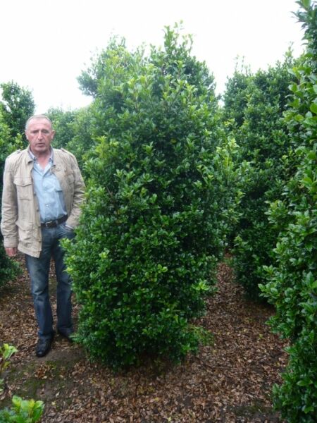 Ilex meserveae „Heckenpracht“ / Blaue Stechpalme „Heckenpracht“, Solitärstrauch 200–225 cm, mit dichtem, grünem Laub.