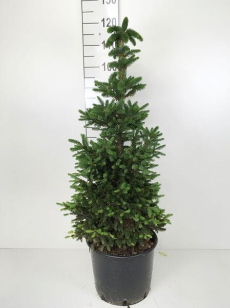 Picea abies ‘Wills Zwerg’ / Zwerg-Rot-Fichte ‘Will’, 80–100 cm, im C15-Topf, kompakt kegelförmig mit grünen Nadeln