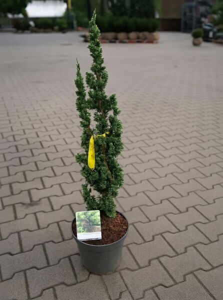 Scheinzypresse Chamaecyparis lawsoniana 'Wissel's Saguaro' 80-100 cm C7 im Pflanztopf, schlank aufrecht wachsendes Nadelgehölz