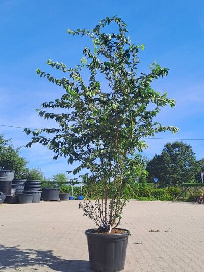 Winterkirsche 'Autumnalis' 300-350 cm Schirmform / Prunus subhirtella 'Autumnalis' (1577160)