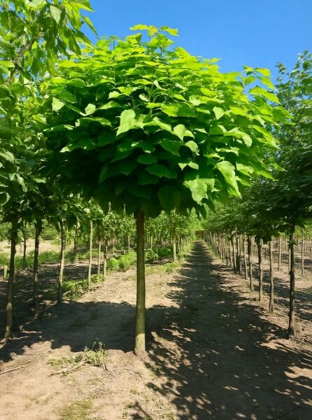 Gold-Trompetenbaum (Catalpa bignonioides 'Aurea') Hochstamm 25-30 StU, kugelige Krone mit hellgrünem Laub.