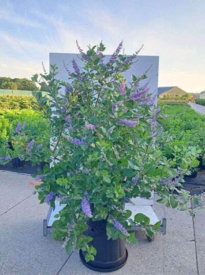 Mönchspfeffer / Keuschbaum - Vitex agnus-castus var. latifolia