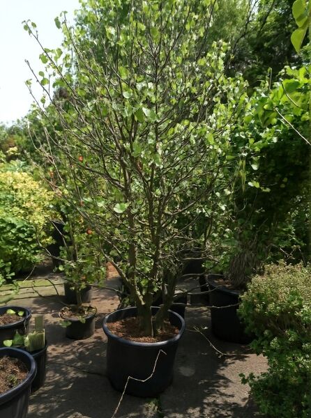 Gewöhnlicher Judasbaum (Cercis siliquastrum) als Solitär im Topf, ca. 200–250 cm, C100, mehrstämmig mit grünen Blättern.