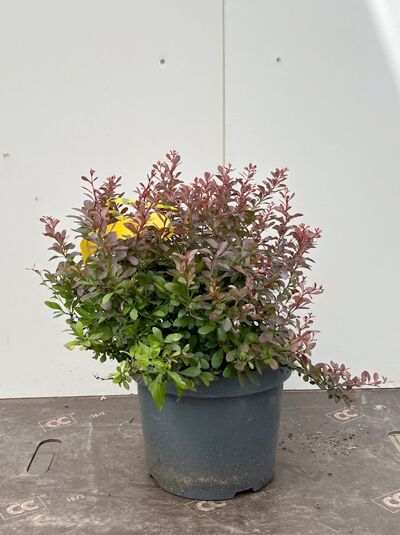 Rote Zwergkugel-Berberitze 'Bagatelle' - Berberis thunbergii 'Bagatelle'