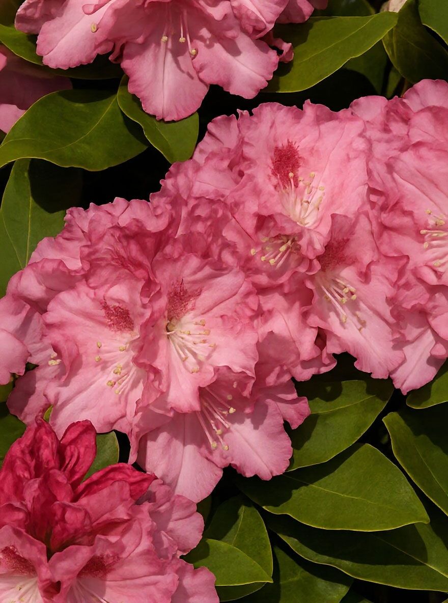 Rhododendron 'Tina Heinje' Schirmform