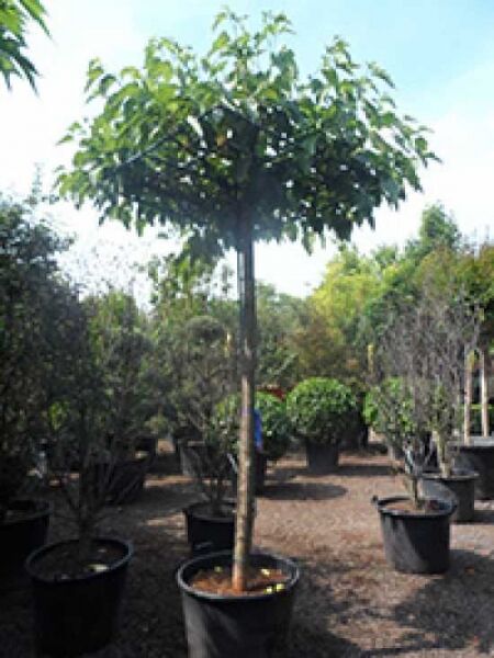 Morus alba 'Fruitless' Dachspalier / Weißer Maulbeerbaum 'Fruitless'