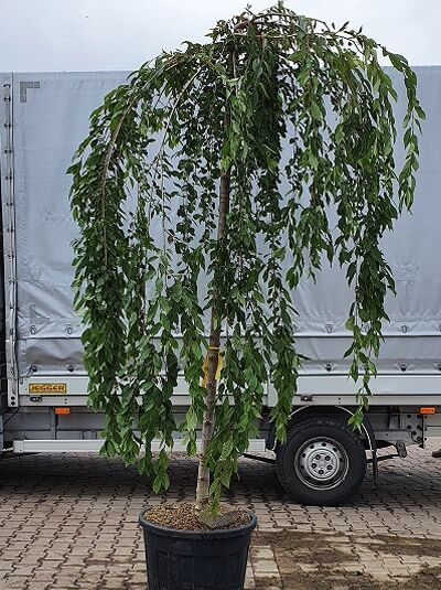 Prunus 'Snow Fountains' / Hänge-Kirsche 'Snow Fountains' Hochstamm 18-20 StU im Container, überhängende Triebe, grüne Blätter