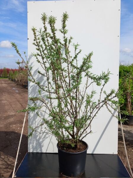 Sanddorn 'Hergo' / Sanddorn 'Hergo'