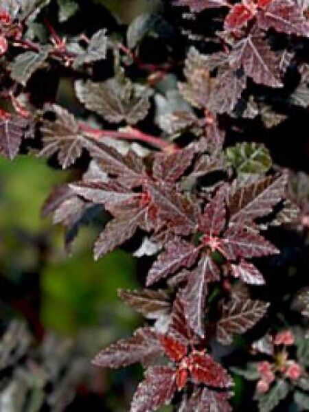 Blasenspiere 'Little Devil' / Physocarpus opulifolius 'Little Devil ®'