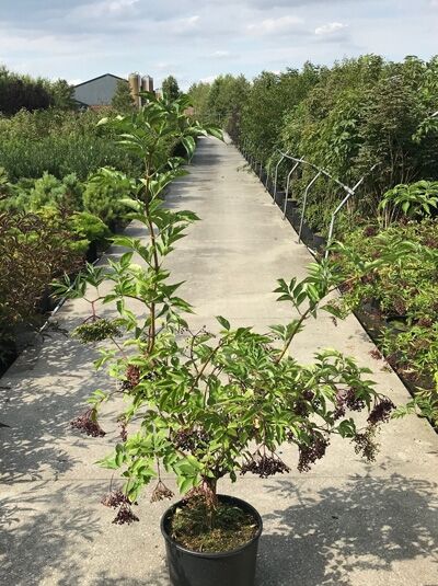 Sambucus nigra 'Haschberg' / Schwarzer Holunder 'Haschberg', 60-80 cm, C10, Strauch im Topf mit grünen Blättern und Fruchtständen