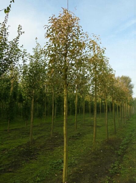 Baum-Felsenbirne 'Robin Hill' (Amelanchier arborea) Hochstamm 18-20 StU mit durchgehendem Stamm und belaubter Krone