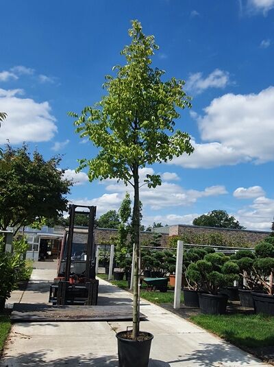 Tetradium daniellii (Euodia hupehensis) Samthaarige Stinkesche/Bienenbaum Hochstamm 16-18 StU im Container auf Baumschulfläche