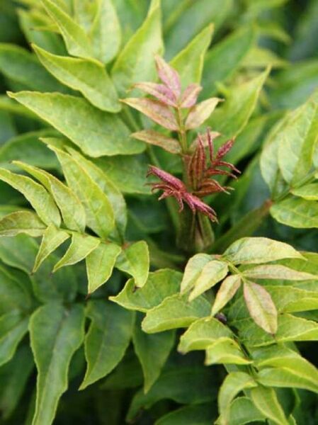 Fraxinus excelsior 'Abiona' / Zwerg-Esche