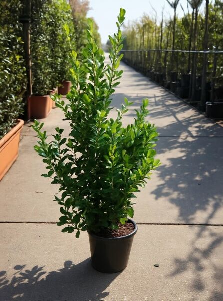 Euonymus japonicus (Japanischer Spindelstrauch) 80-100 cm C10 im schwarzen Pflanztopf, aufrechter Wuchs, glänzend grüne Blätter.