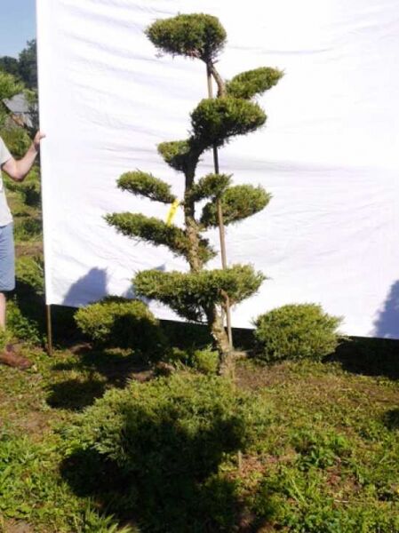 Garten-Bonsai (301551) / Juniperus media 'Hetzii' H: 200 cm B: 120 cm
