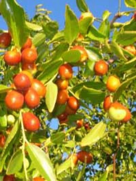Ziziphus jujuba 'Li' / Chinesische Dattel 'Li' / Jujube 'Li' / Brustbeere 'Li'