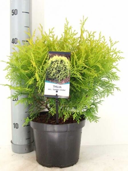 Thuja occidentalis 'Golden Globe' (Lebensbaum) 25-30 cm C3, kugeliger, gelbgrüner Nadelstrauch im Topf mit Etikett.