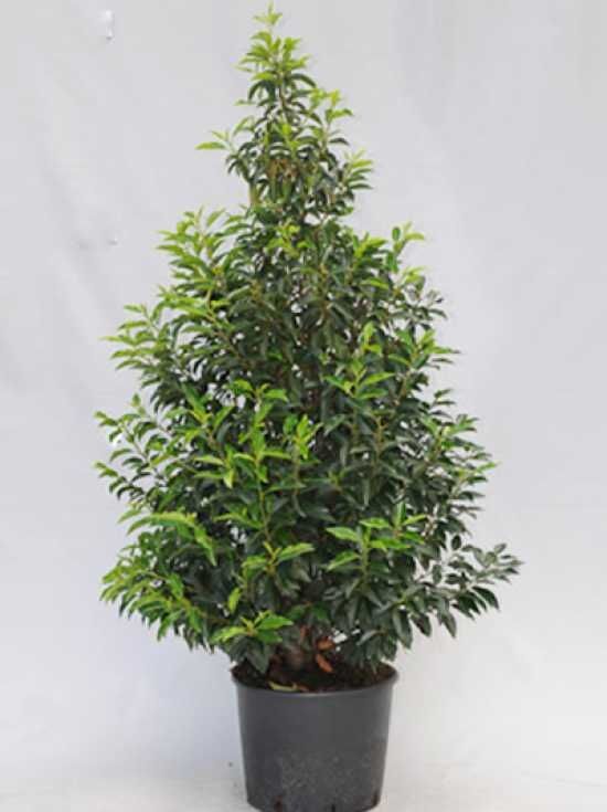 photinia fraseri pink marble hochstamm Glanzmispel 'Pink Marble' - Photinia fraseri Pink Marble
