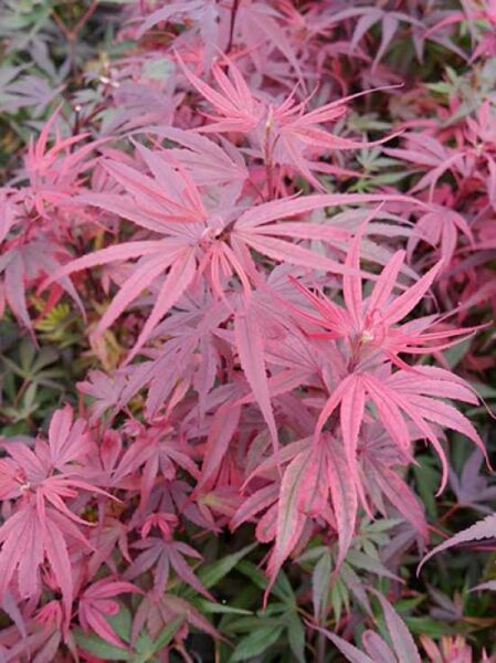 Japanischer Ahorn / Fächer-Ahorn 'Shaina'  auf Stamm / Acer palmatum 'Shaina' auf Stamm