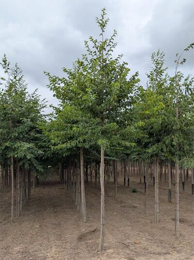 Ostrya carpinifolia, Gemeine Hopfenbuche Hochstamm 10-12 StU m. Db., Baum mit aufrechtem Stamm und grüner Krone