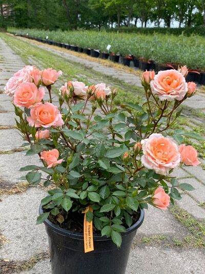 Zwergrose Rosa 'Flower Power' im C5-Topf, buschiger Wuchs mit lachsrosa Blüten und grünem Laub.