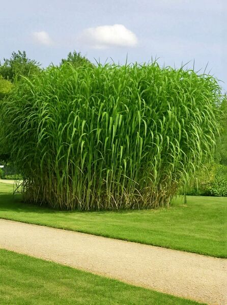 Miscanthus giganteus 'Aksel Olsen' / Riesen Chinaschilf 'Aksel Olsen' als dichter Horst mit langen, grünen Blättern im Garten.
