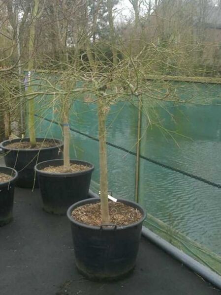Roter Schlitz-Ahorn Acer palmatum 'Dissectum Atropurpureum' (Ornatum) auf Stamm, 80 cm Stamm, im Topf C70.