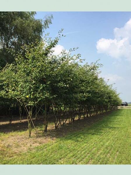 Amelanchier lamarckii / Kupfer-Felsenbirne (Schirmform) als Reihe gepflanzter Sträucher mit grünem Laub, H 250–300 cm, B 150–200 cm