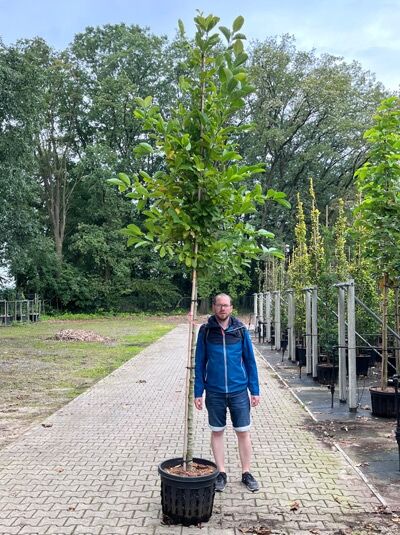 Magnolia loebneri 'Merrill' / Große Stern-Magnolie 'Merrill' Hochstamm 8-10 StU im Container mit grünem Laubbaum und Stamm