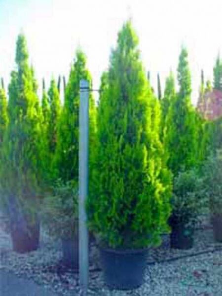 Thuja orientalis 'Pyramidalis Aurea' / morgenländischer Lebensbaum 'Pyramidalis Aurea'