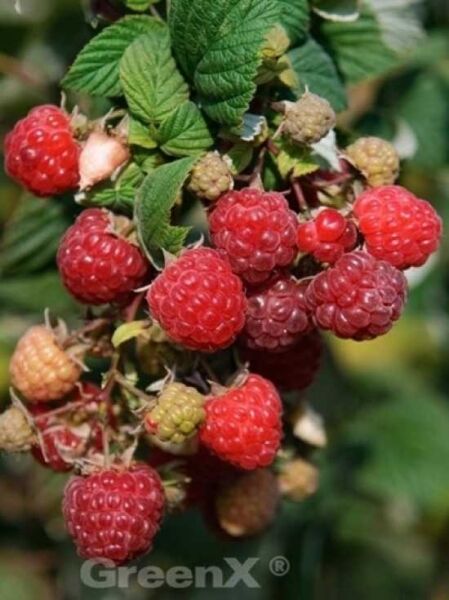 Rubus idaeus 'Autumn Bliss' ® / 'Blissy' / Himbeere 'Autumn Bliss'