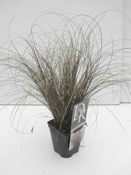 Carex comans 'Bronze' / Neuseeland-Segge